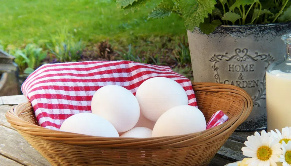 receitas nutricionais